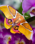 Moth & Myth Amber Atlas Moth Set - Product shown on top of flower