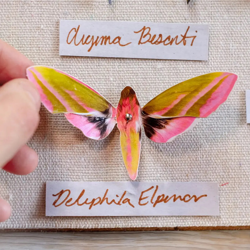 Paper Butterflies - Limelight Set