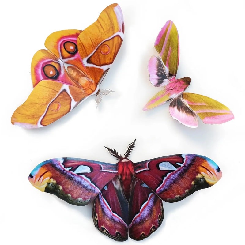 Moth & Myth Amber Atlas Moth Set (3 pcs)