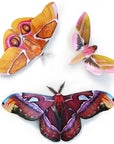 Moth & Myth Amber Atlas Moth Set (3 pcs)