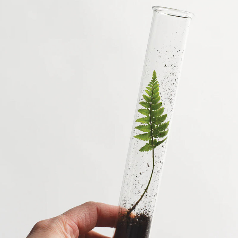 June &amp; December Propagation Vase Trio - Closeup of vase with plant inside