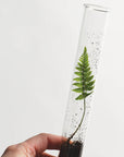 June & December Propagation Vase Trio - Closeup of vase with plant inside