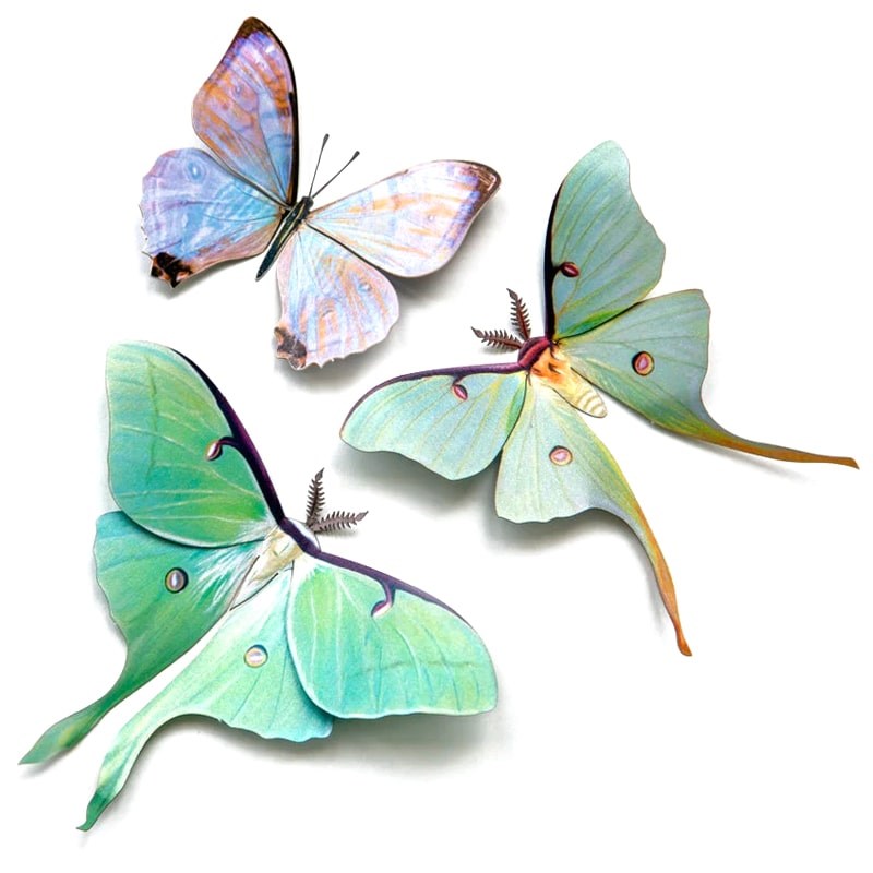 Moth & Myth 'Spring' Luna Moth Set (3 pcs)