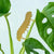Plant Animal Decoration - Caterpillar