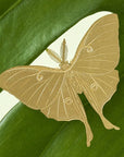 Another Studio Plant Animal Decoration - Luna Moth - Product displayed on leaf