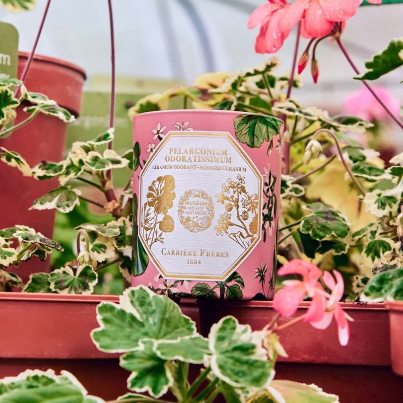 Carriere Freres Geranium Candle - Candle in a planter with flowers