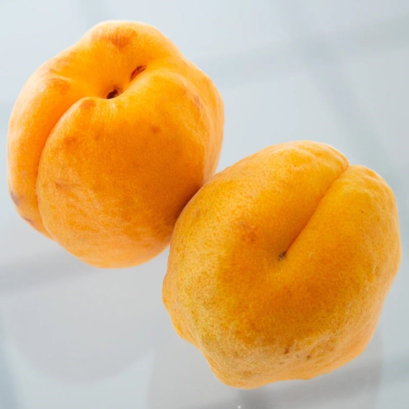 Sqirl Robada Apricot W. Noyaux Fruit Spread - Image of two apricots