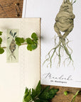 Georgiou Draws Mandrake Herbology Washi Tape - Product shown taping leaves to paper