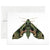 Pandora Sphinx Moth Greeting Card