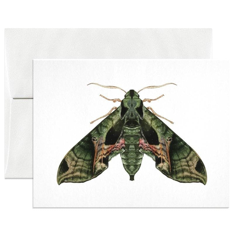 Open Sea Pandora Sphinx Moth Greeting Card